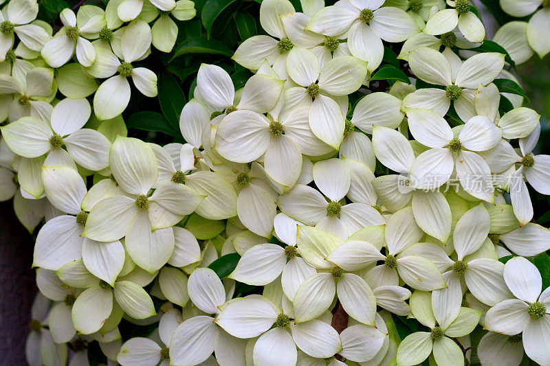 山茱萸/日本山茱萸:美丽的开花植物